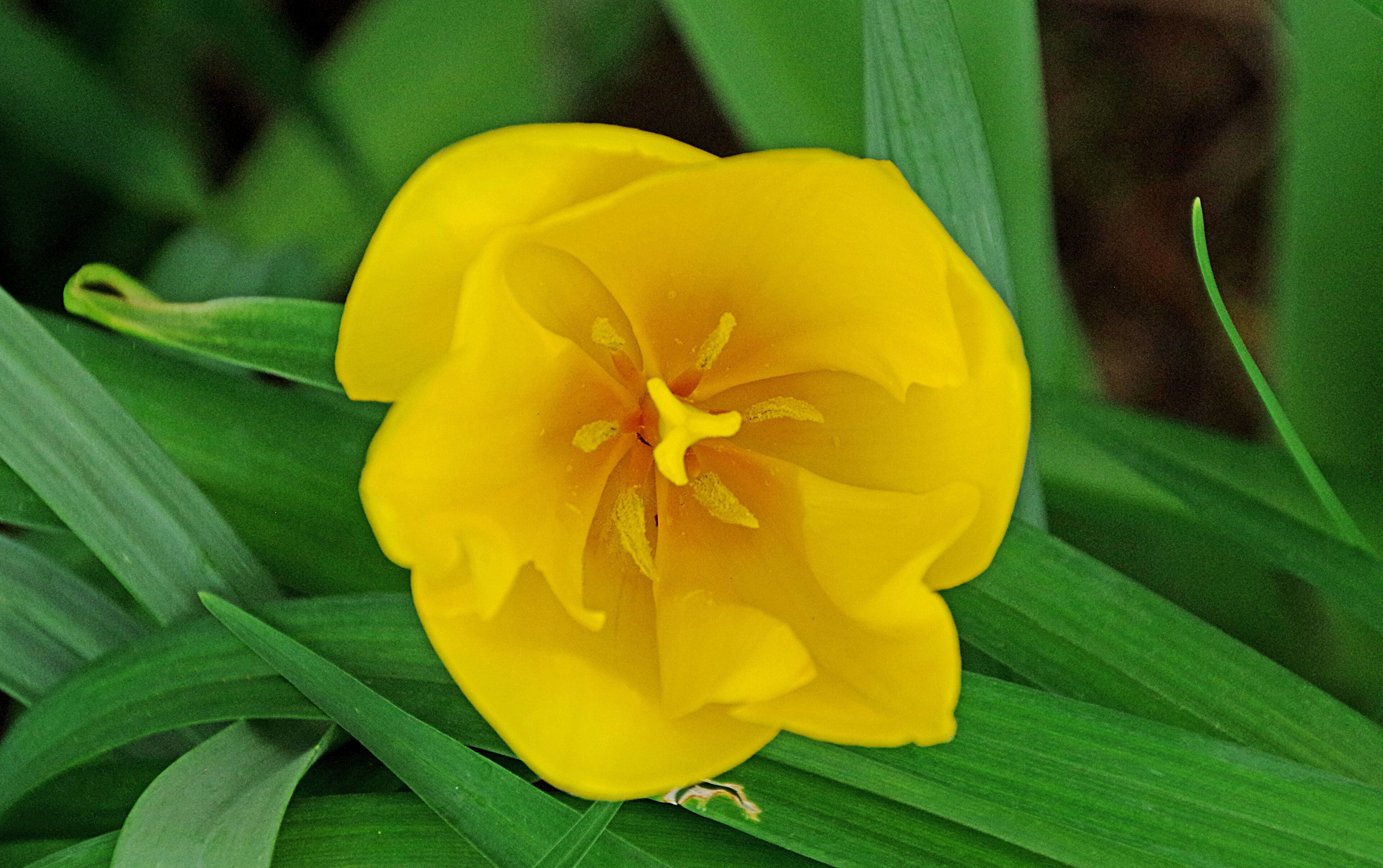 Beautiful little pocket garden tucked away in an upscale neighborhood. Open to the public. Free.