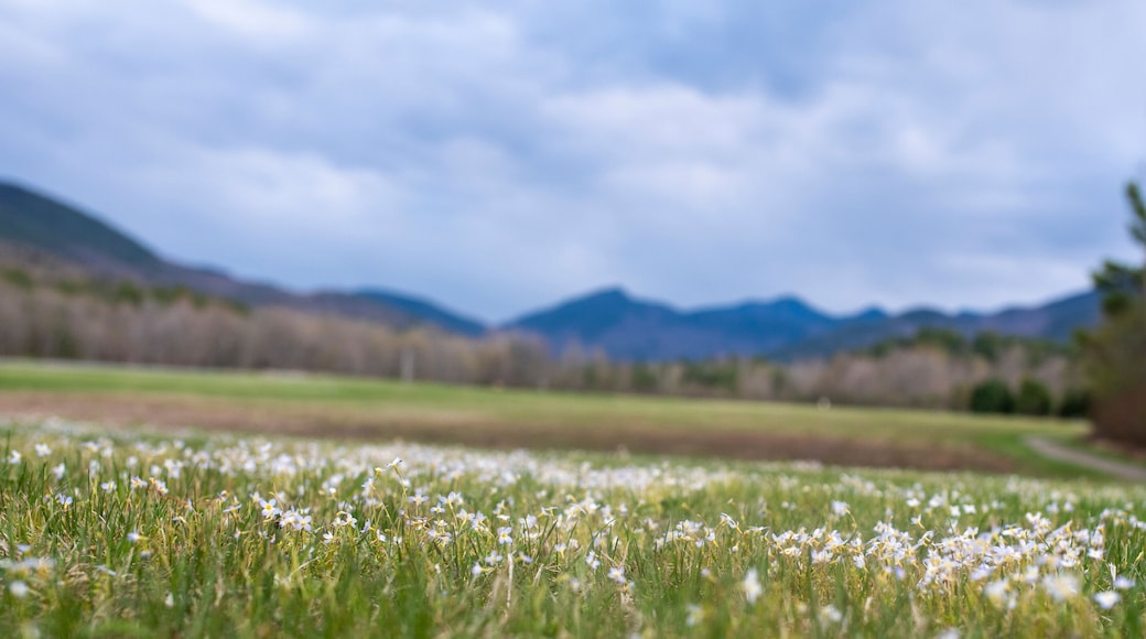 Marcy airfield in Keene, NY growing white flowers during the spring thaw