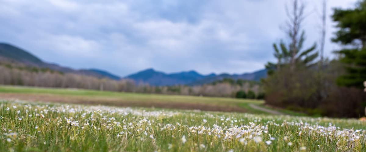 A field of white flowers with mountains in the background.