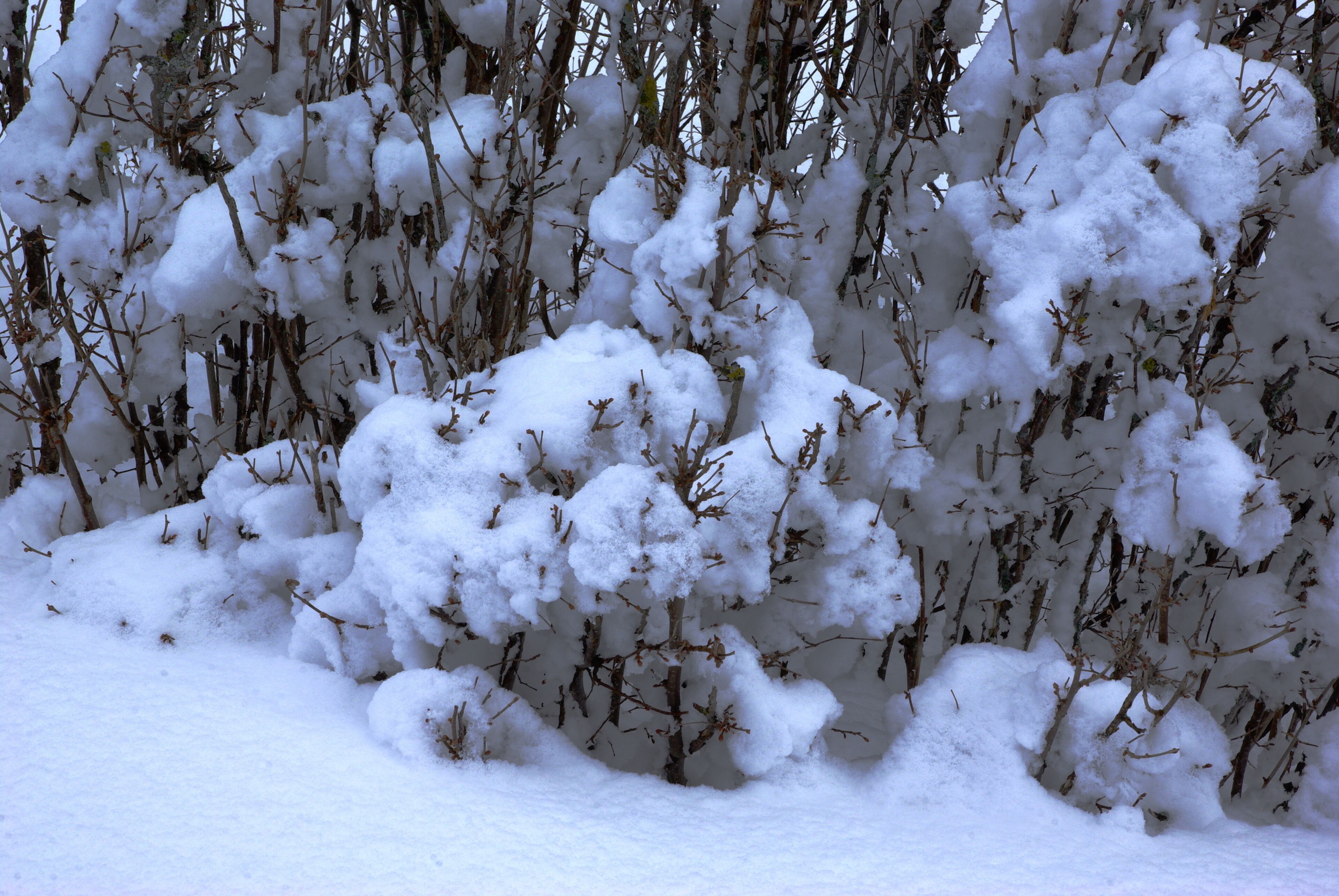 Bosco Chiesanuova (Grietz Dossetti Tinazzo) Lessinia VR Italy 2013-04-01 photo CTG ACA LESSINIA Paolo Villa