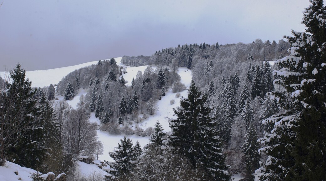 Bosco Chiesanuova (Grietz Dossetti Tinazzo) Lessinia VR Italy 2013-04-01 photo CTG ACA LESSINIA Paolo Villa