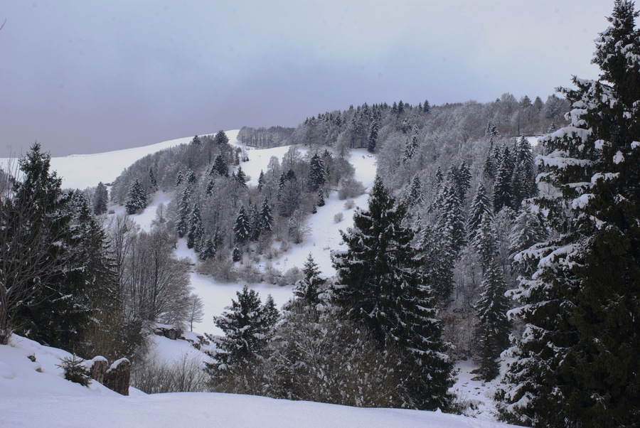 Bosco Chiesanuova (Grietz Dossetti Tinazzo) Lessinia VR Italy 2013-04-01 photo CTG ACA LESSINIA Paolo Villa