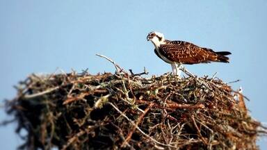 The osprey is a large raptor, sometimes reaching a wingspan of 6 feet, that calls North America and parts of Africa home. This osprey was nesting with two chicks in the nest. I wouldn't say they are the prettiest bird, but their babies can be really...ugly. But, they are still baby birds and as such demand an awe!
For the bird lovers out there the eastern seaboard is an amazing place to see all kinda of birds. Migrating birds during the winter and transitional months. Marshes proving food for all birds.