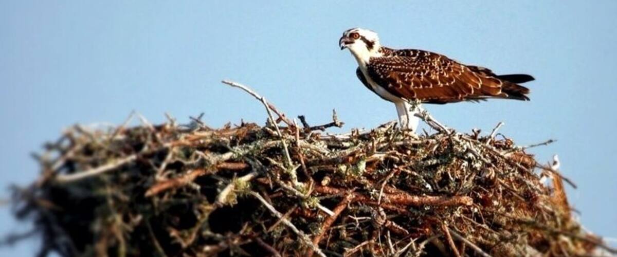 The osprey is a large raptor, sometimes reaching a wingspan of 6 feet, that calls North America and parts of Africa home. This osprey was nesting with two chicks in the nest. I wouldn't say they are the prettiest bird, but their babies can be really...ugly. But, they are still baby birds and as such demand an awe!
For the bird lovers out there the eastern seaboard is an amazing place to see all kinda of birds. Migrating birds during the winter and transitional months. Marshes proving food for all birds.