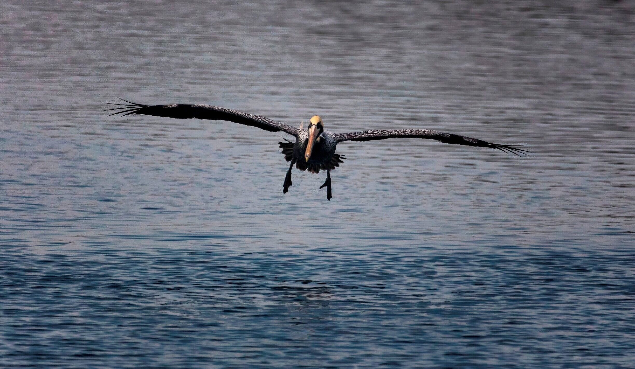 Saw this guy coming in for a landing. The pelicans have started their migration north; the island was full of them while I was there. 