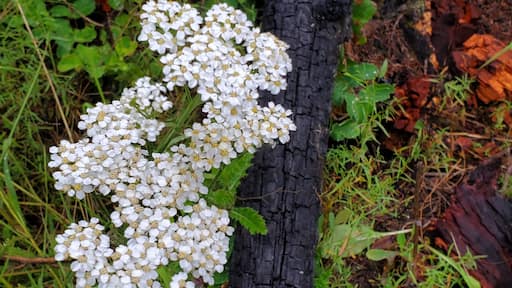 Old burn & fresh new life. Somewhere in the woods near Kila Montana.