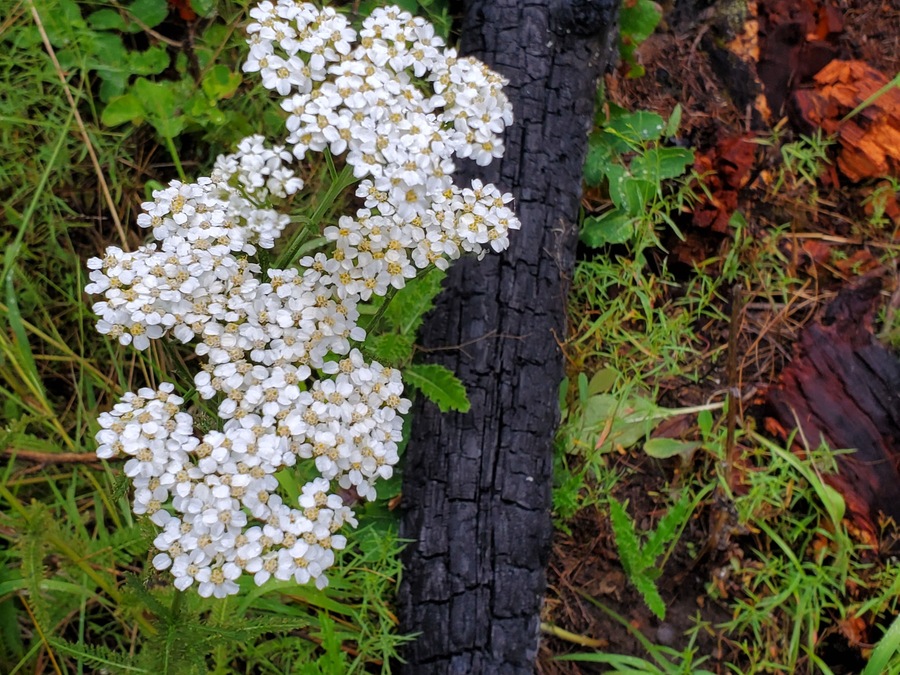 Old burn & fresh new life. Somewhere in the woods near Kila Montana.