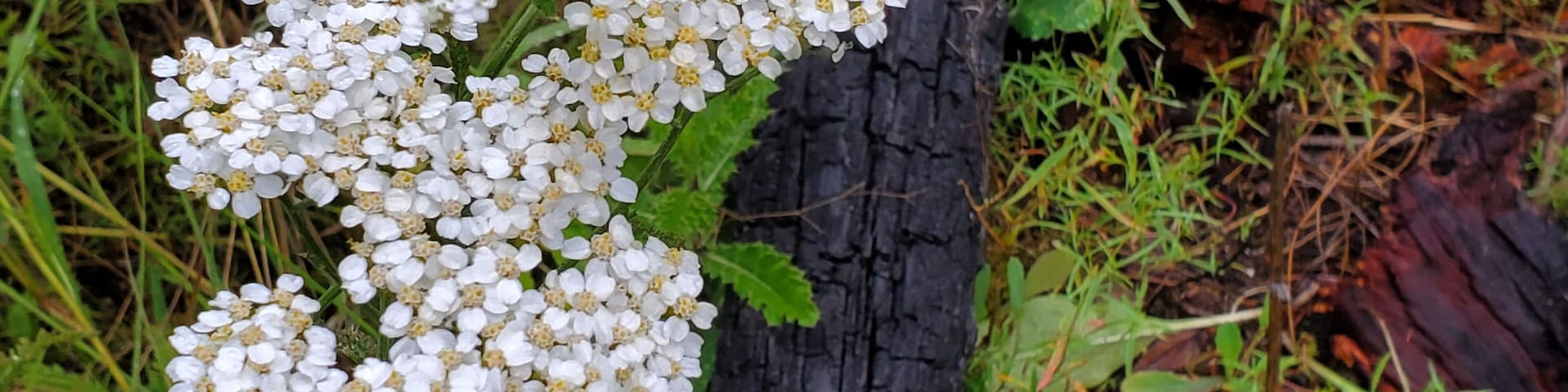 Old burn & fresh new life. Somewhere in the woods near Kila Montana.