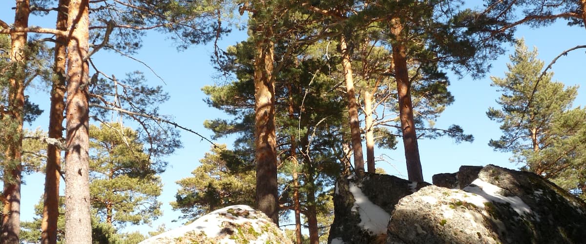 A forest with tall pine trees, a large rock with snow patches, and a wooden fence.
