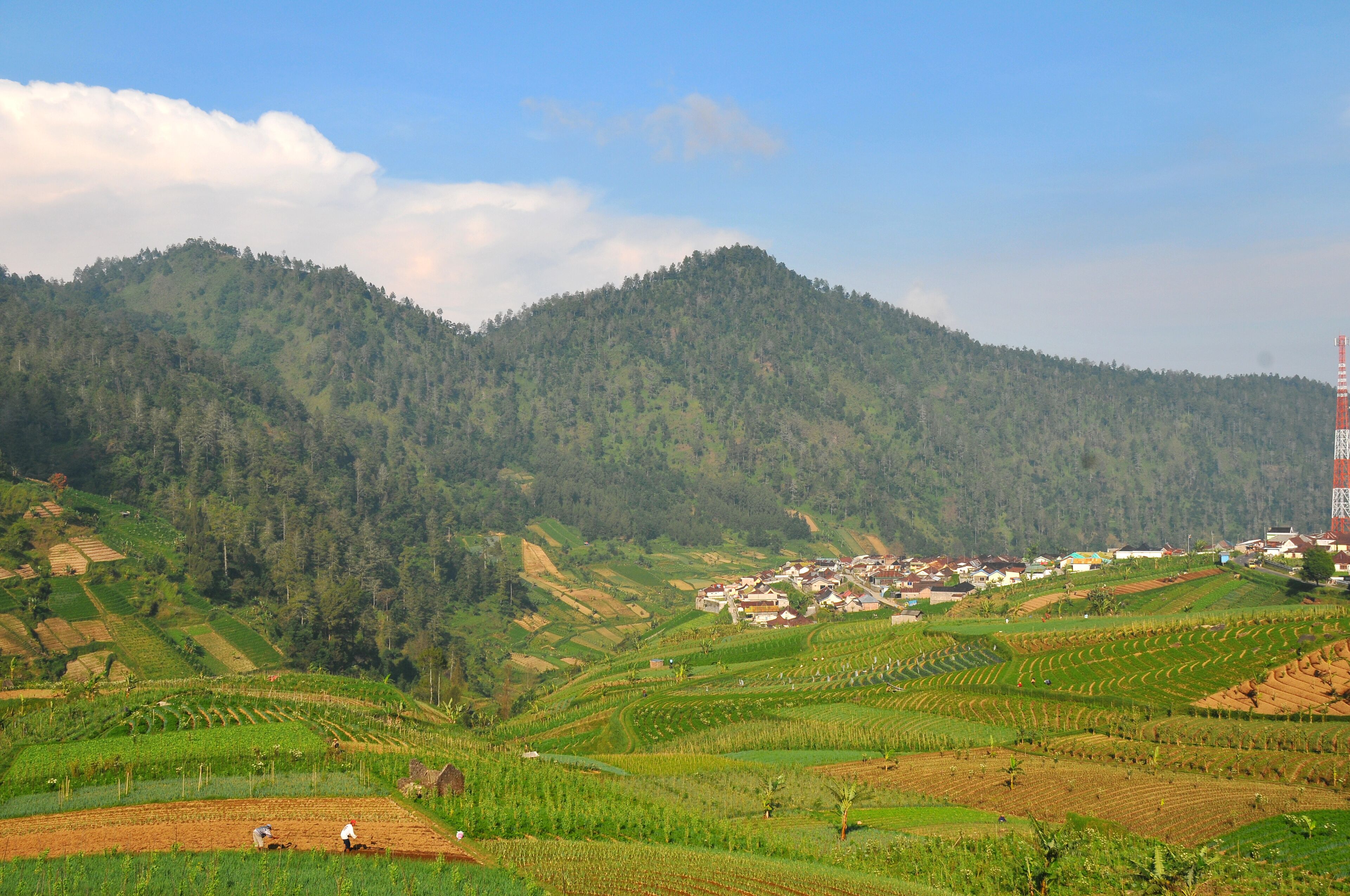 كارانجانيار