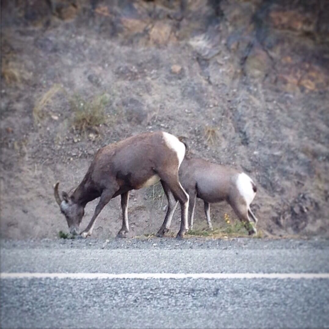 This area is frequented by these beautiful animals so please use caution while driving. As you can see they blend in quite well to the nearby cliffs.