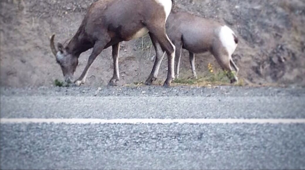 This area is frequented by these beautiful animals so please use caution while driving. As you can see they blend in quite well to the nearby cliffs.