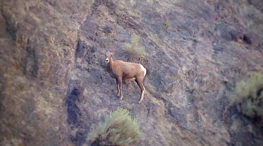 This area is frequented by these beautiful animals so please use caution while driving. As you can see they blend in quite well to the nearby cliffs.