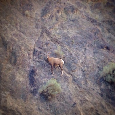 This area is frequented by these beautiful animals so please use caution while driving. As you can see they blend in quite well to the nearby cliffs.