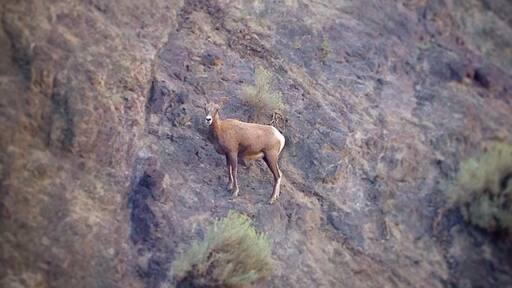 This area is frequented by these beautiful animals so please use caution while driving. As you can see they blend in quite well to the nearby cliffs.