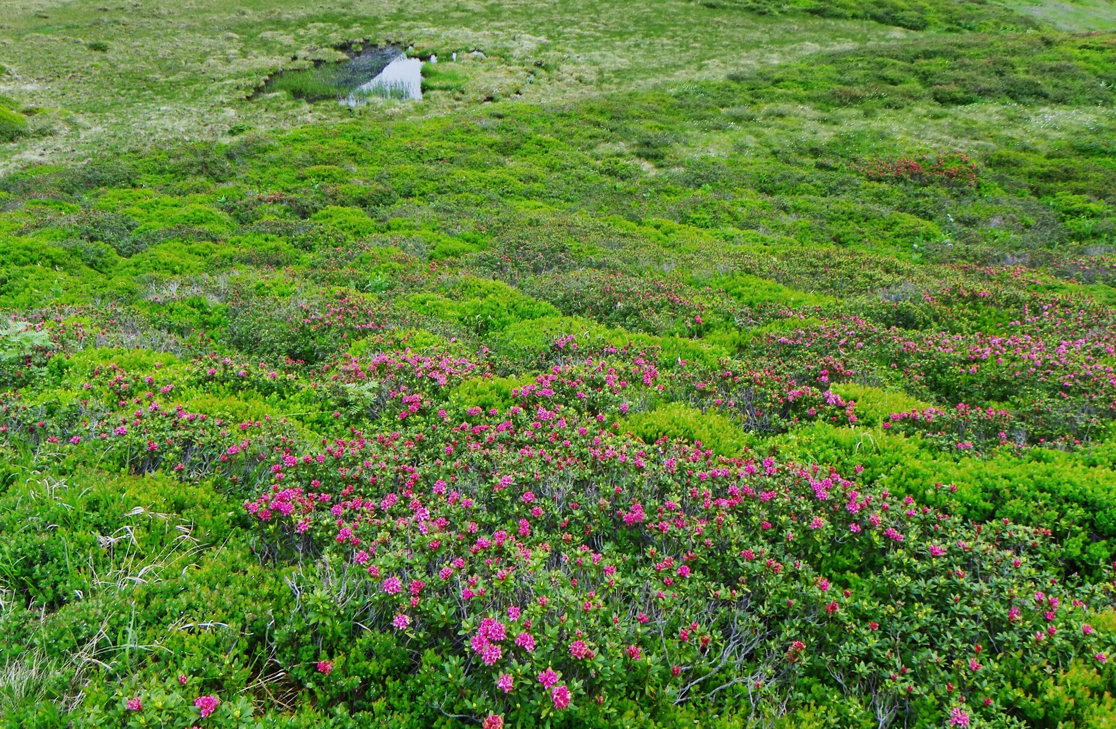Palù Bordolona m 2125 s,l.m. - Alta Valle di Bresimo (TN)