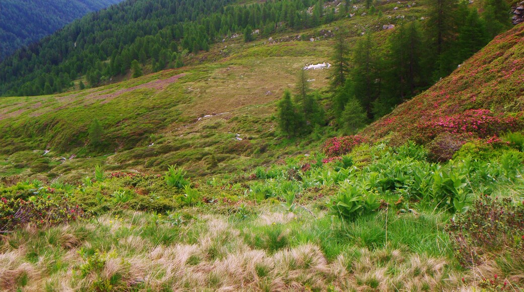 Palù Bordolona - m 2125 s.l.m. - Alta Valle di Bresimo (TN)
