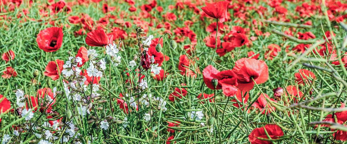 Field of poppies on the northernmost part of France.