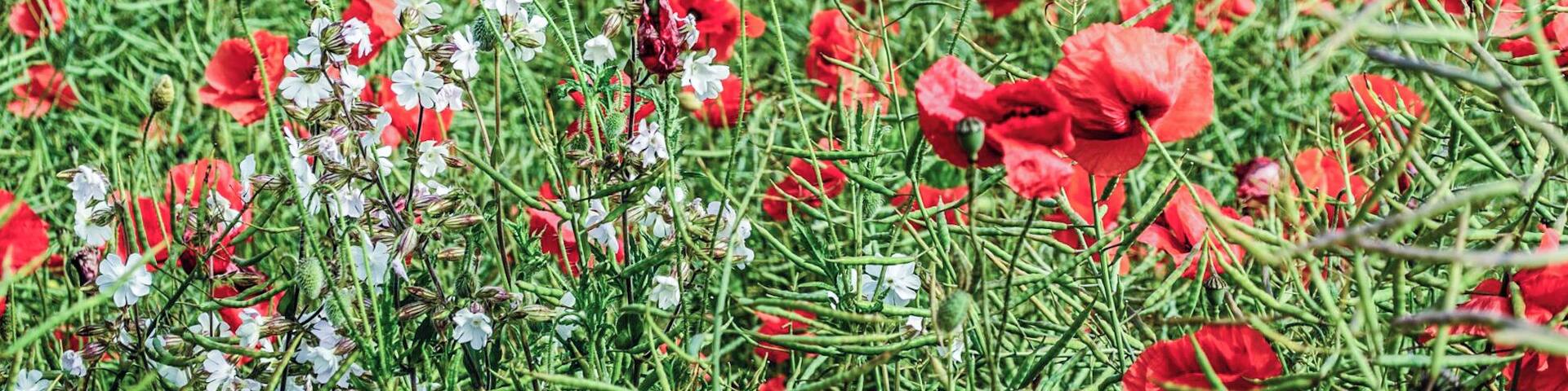 Field of poppies on the northernmost part of France.