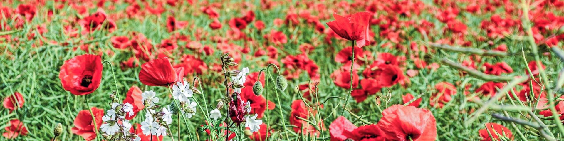 Field of poppies on the northernmost part of France.