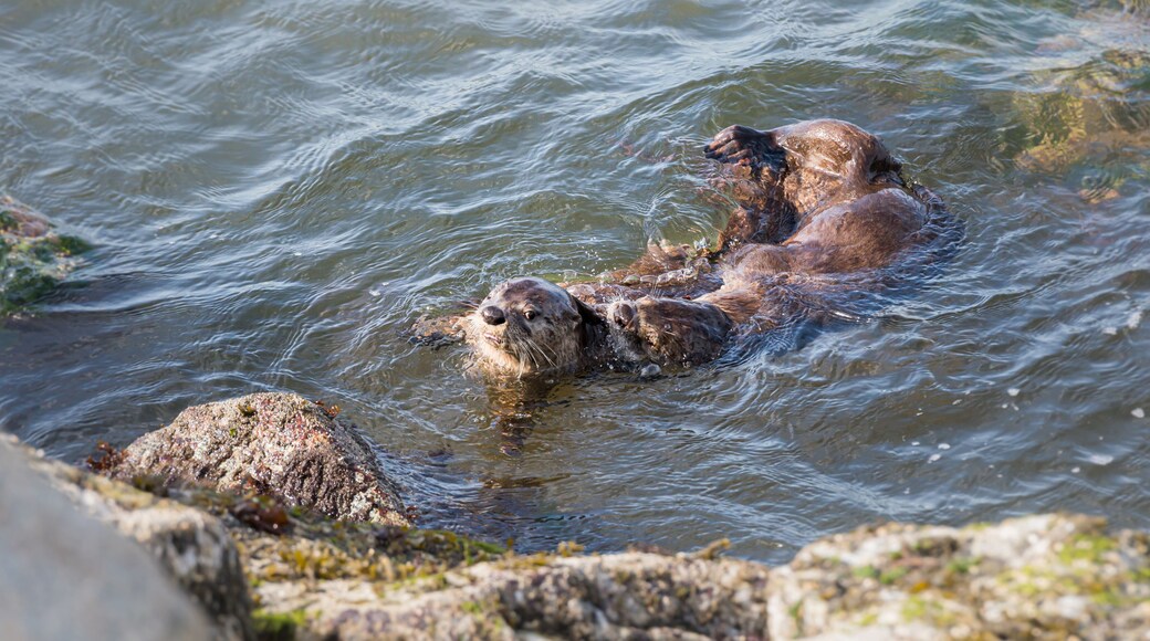 River otters
