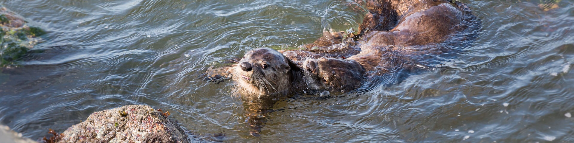 River otters