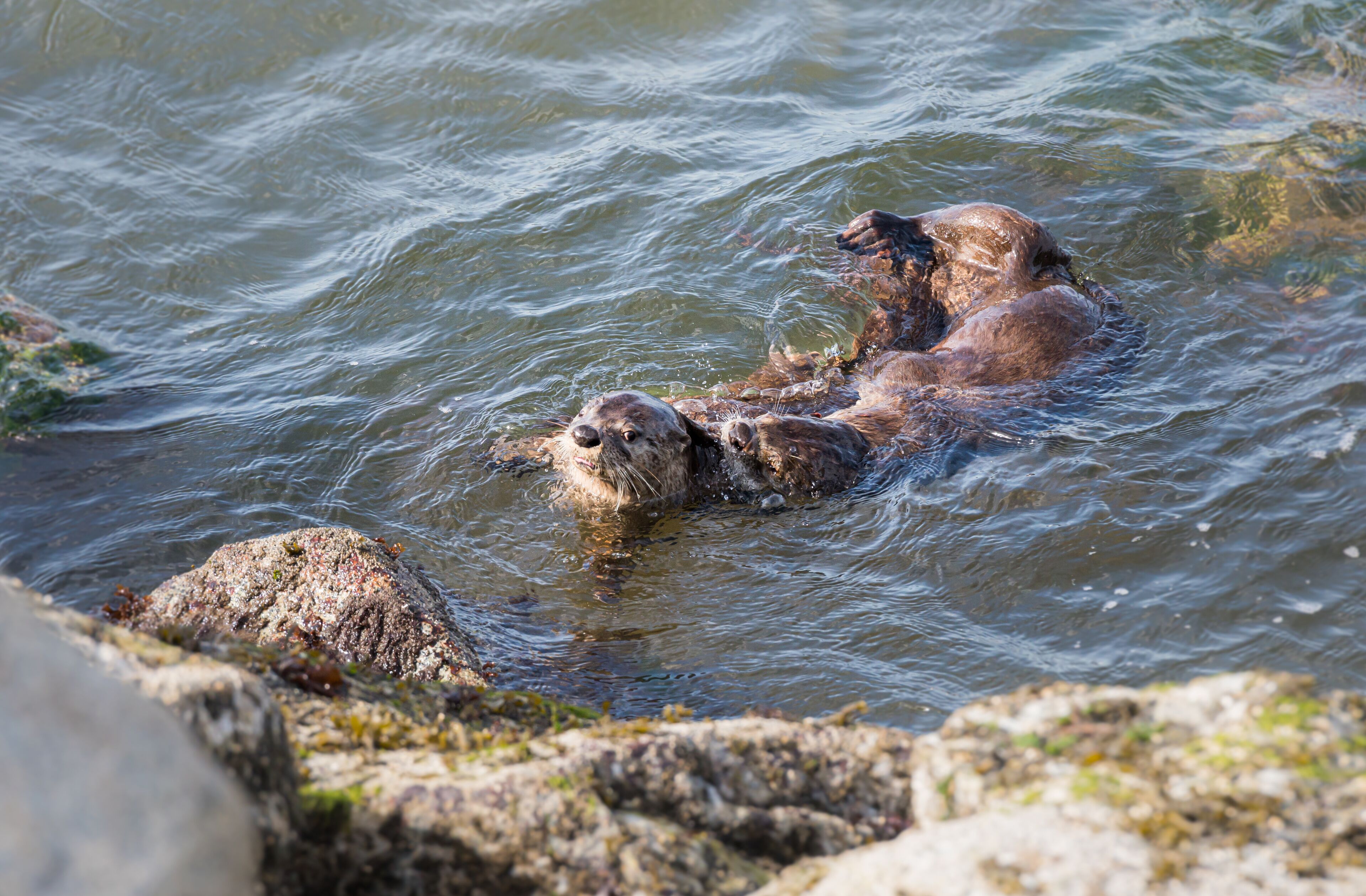 A bear swimming in a river surrounded by rocks.