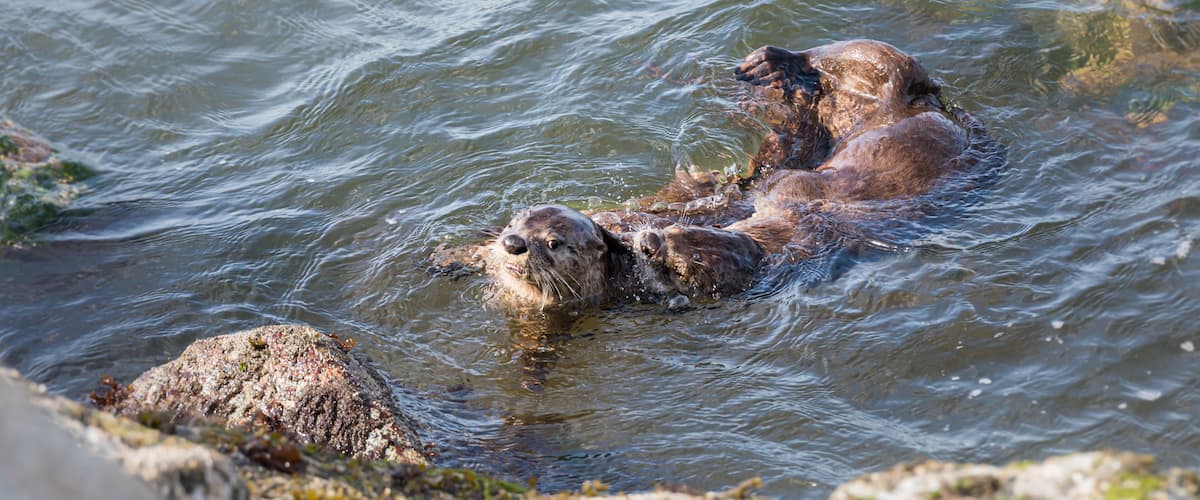 A bear swimming in a river surrounded by rocks.