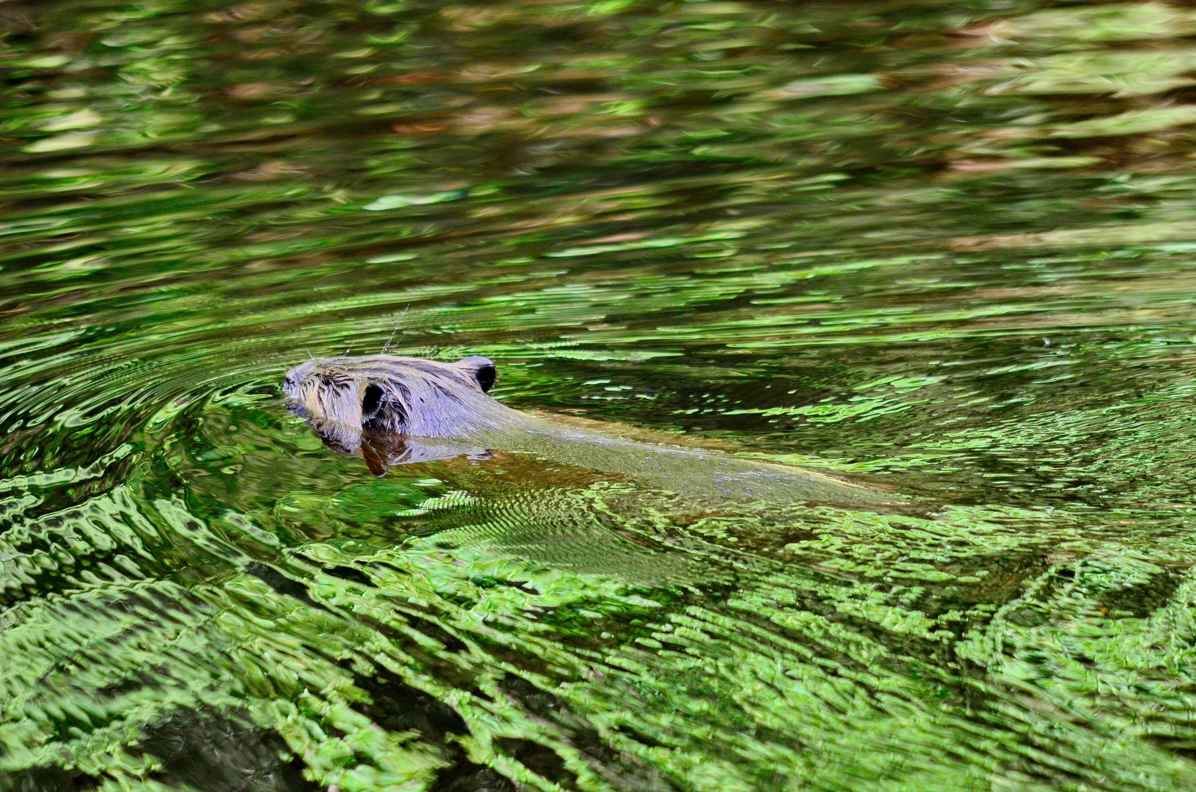 Beaver swimming in a Green Reflection, Ontario, Canada