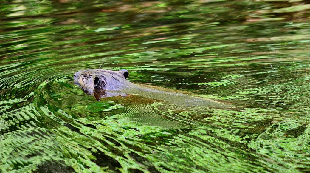 Beaver swimming in a Green Reflection, Ontario, Canada