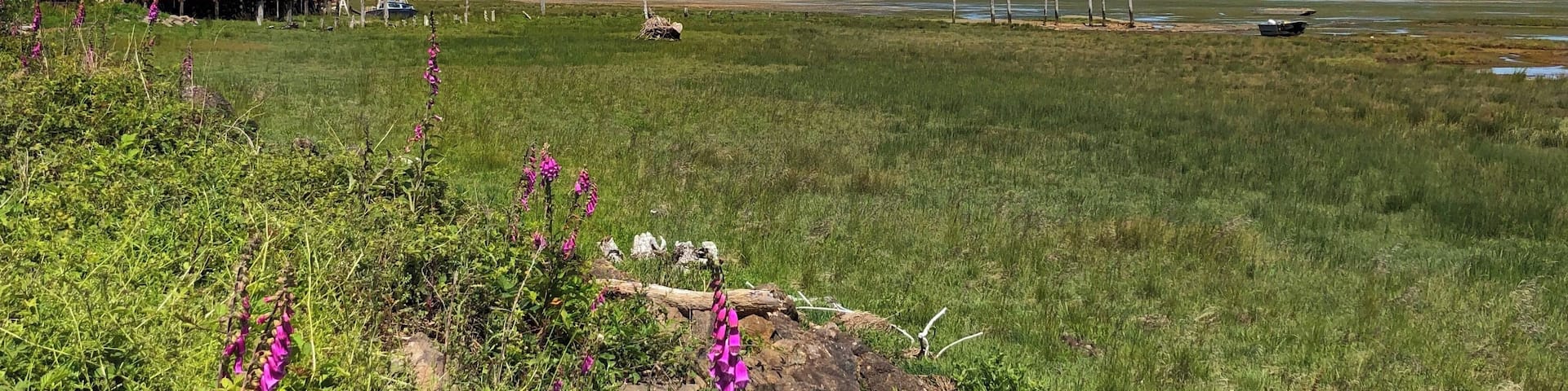 Fantastic view looking towards the historic cannery, snow-capped mountains, wild flowers, mud flats and way in the background, the oyster beds. June 2019
#Nature