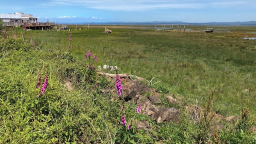 Fantastic view looking towards the historic cannery, snow-capped mountains, wild flowers, mud flats and way in the background, the oyster beds. June 2019
#Nature