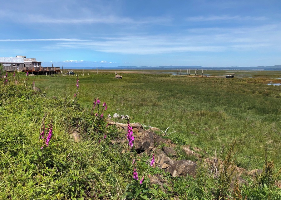 Fantastic view looking towards the historic cannery, snow-capped mountains, wild flowers, mud flats and way in the background, the oyster beds. June 2019
#Nature