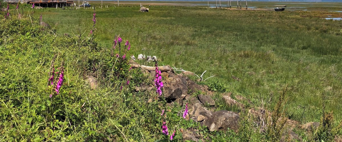 A grassy field with purple flowers, a wooden structure, and distant mountains under a clear sky.