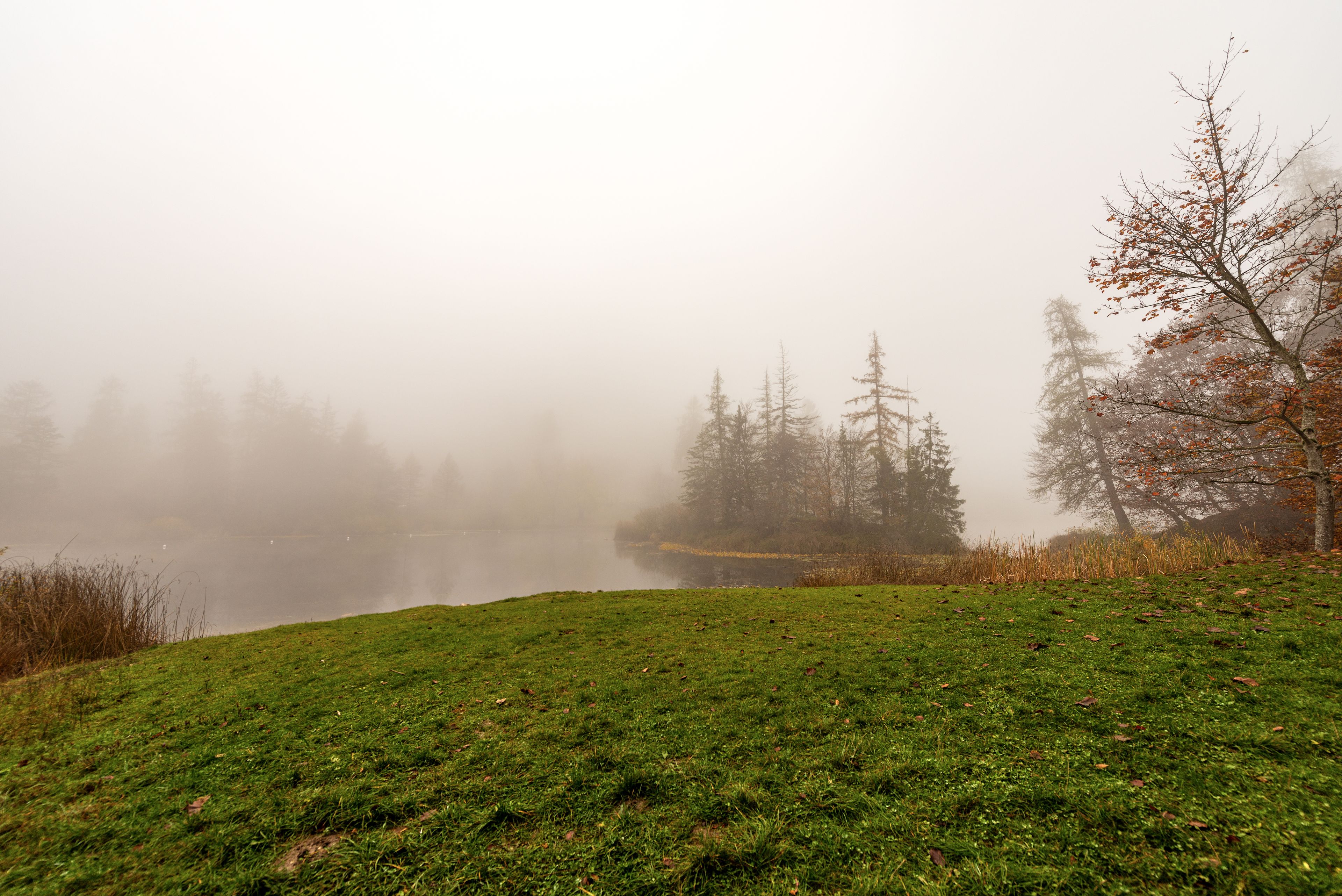 A foggy lake surrounded by trees and a grassy area.