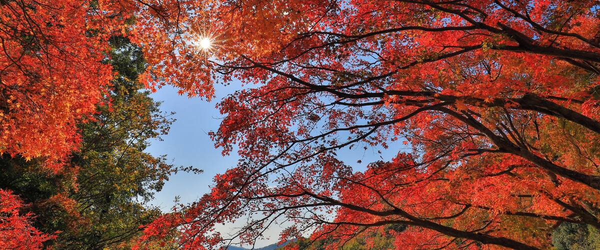 Kankakefori's Autumn leaves are big attraction at Shodoshima and tourists could come up to high level by ropeway.
