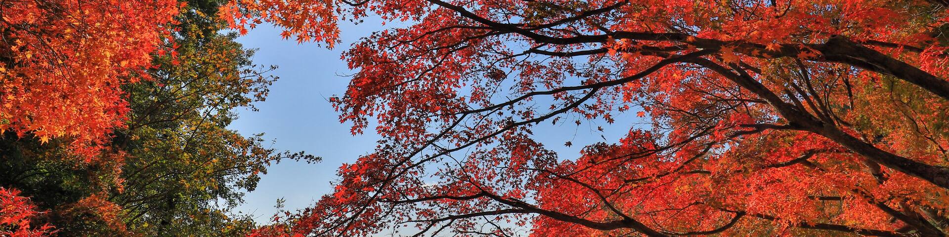 Kankakefori's Autumn leaves are big attraction at Shodoshima and tourists could come up to high level by ropeway.