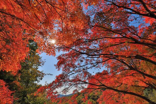 Kankakefori's Autumn leaves are big attraction at Shodoshima and tourists could come up to high level by ropeway.