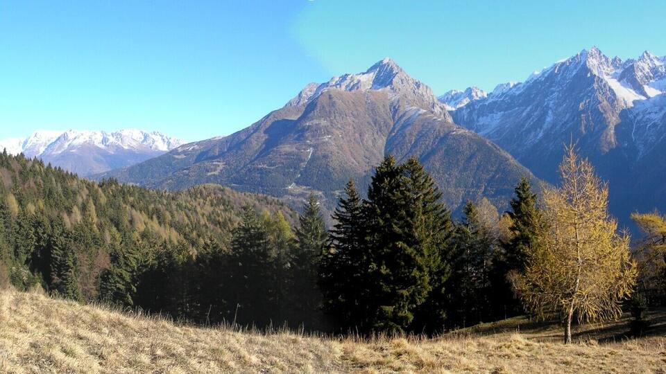 A mountainous landscape with coniferous trees and a clear sky.