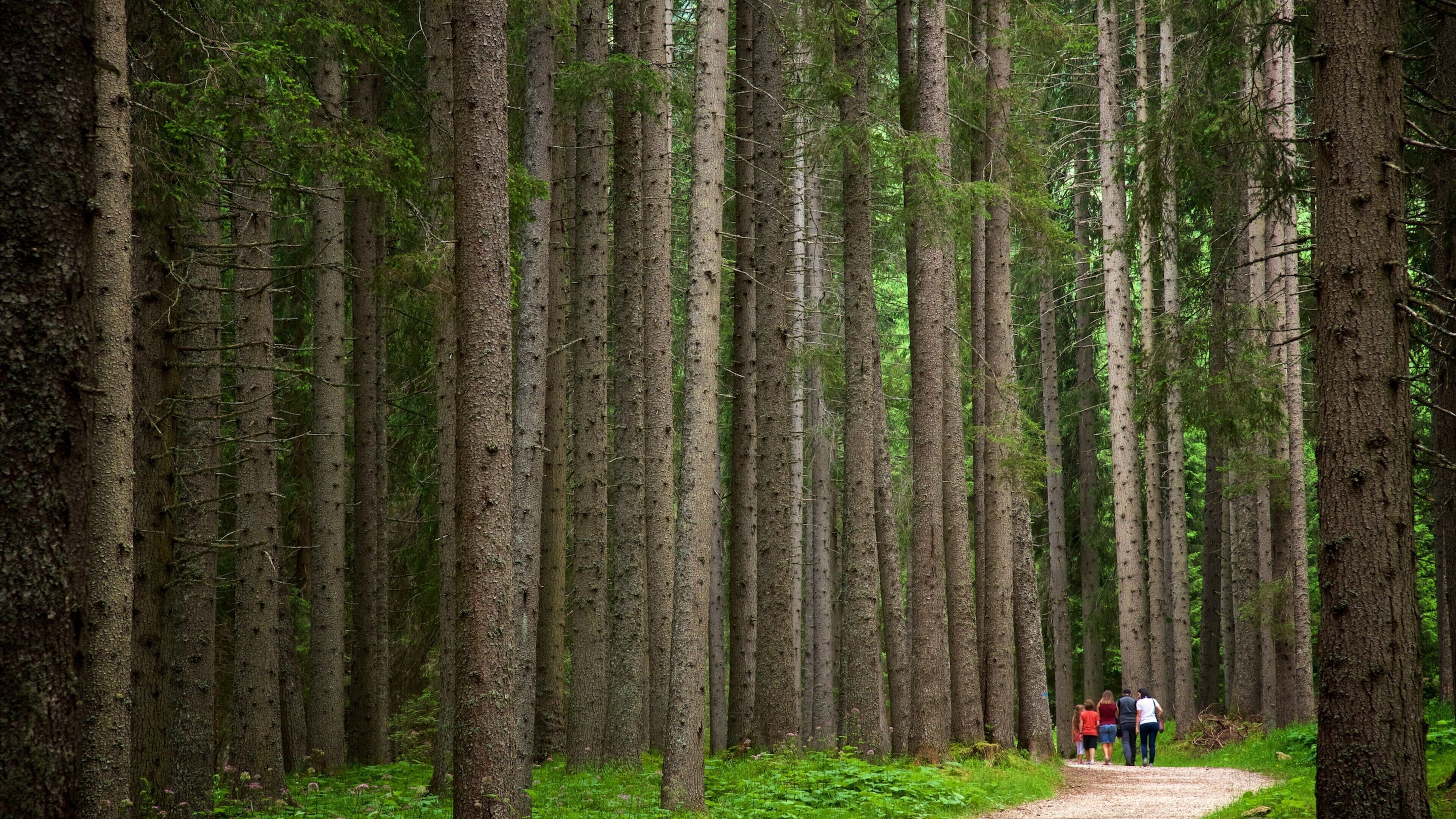 Paneveggio-Pale di San Martino Nature Park which includes a park and forest scenes as well as a small group of people
