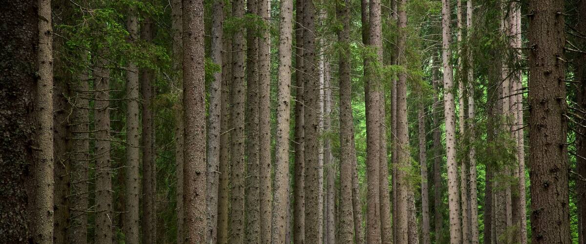 Paneveggio-Pale di San Martino Nature Park which includes a park and forest scenes as well as a small group of people