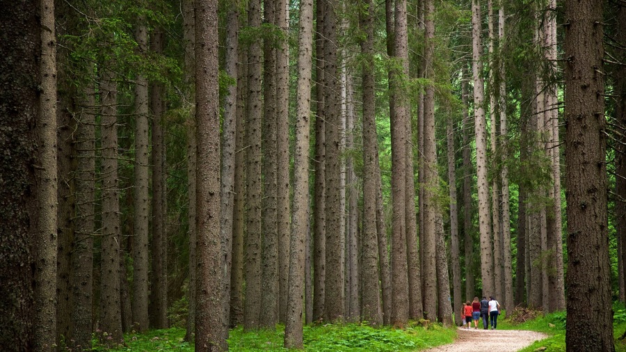 Paneveggio-Pale di San Martino Nature Park which includes a park and forest scenes as well as a small group of people