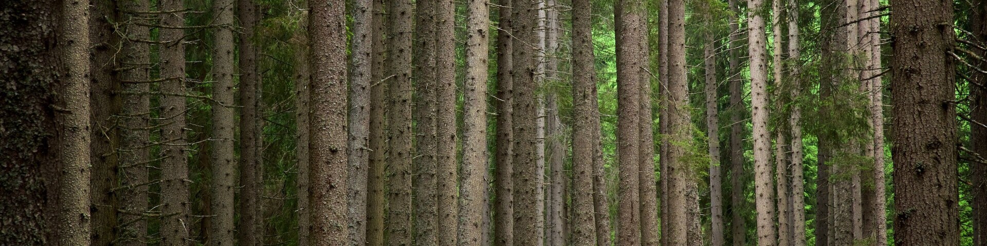 Paneveggio-Pale di San Martino Nature Park which includes a park and forest scenes as well as a small group of people
