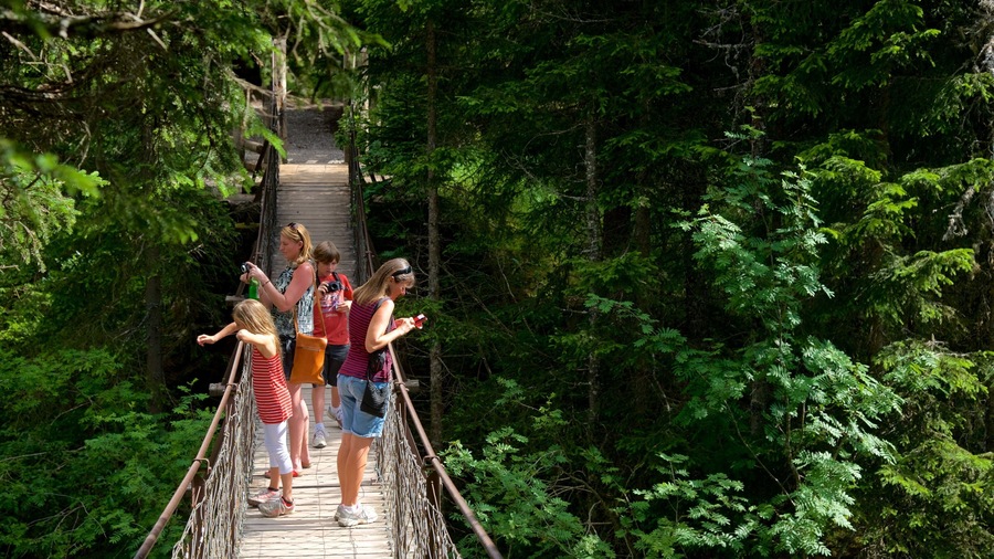 Trentino showing forests and a bridge as well as a small group of people