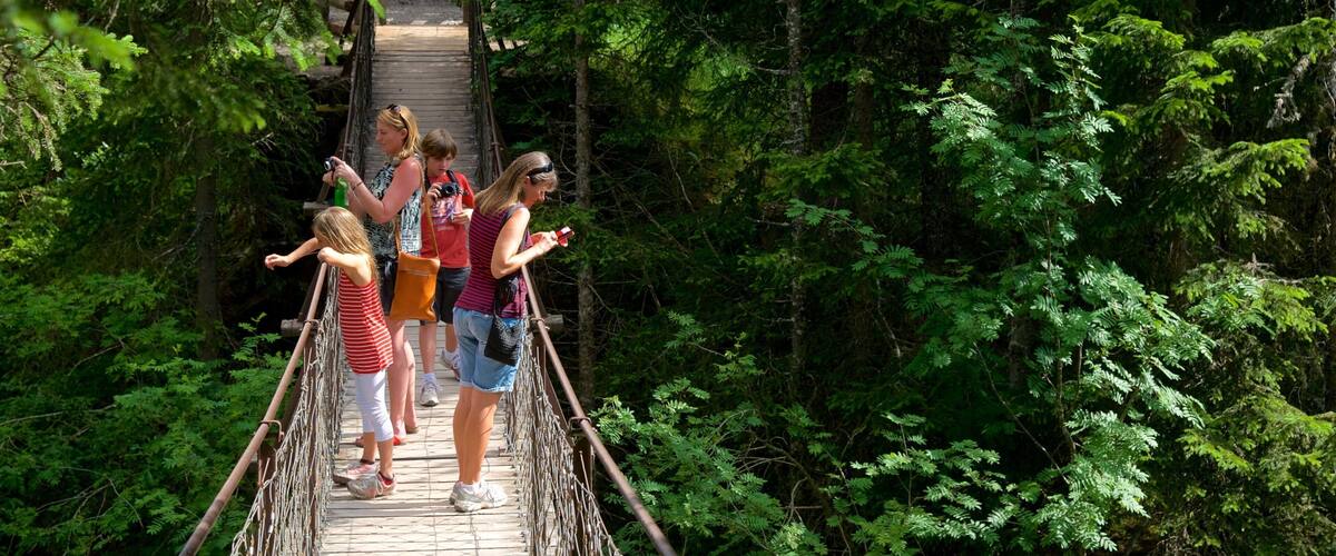 A suspension bridge surrounded by dense forest.