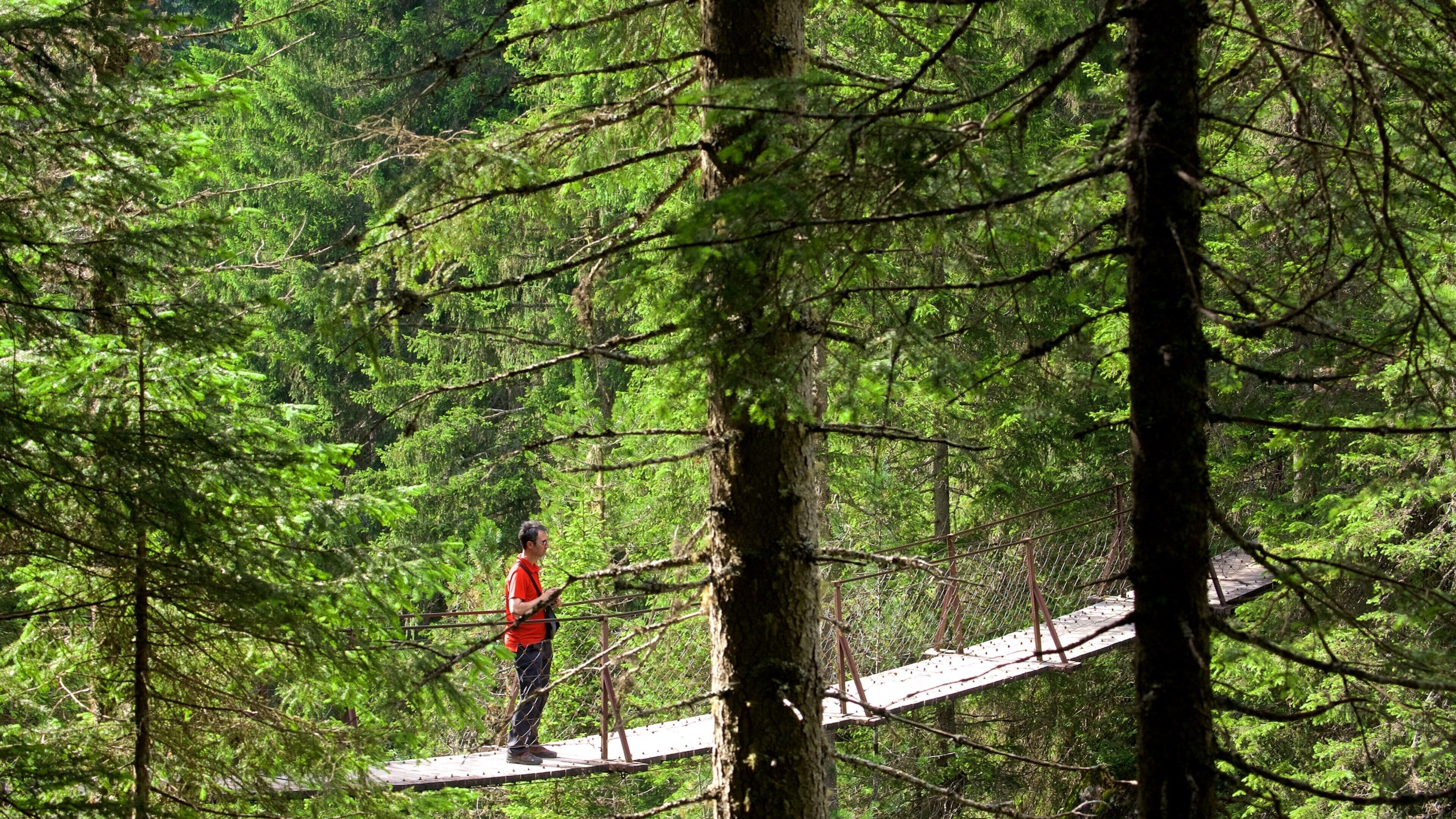 A person standing on a wooden bridge in a dense forest.