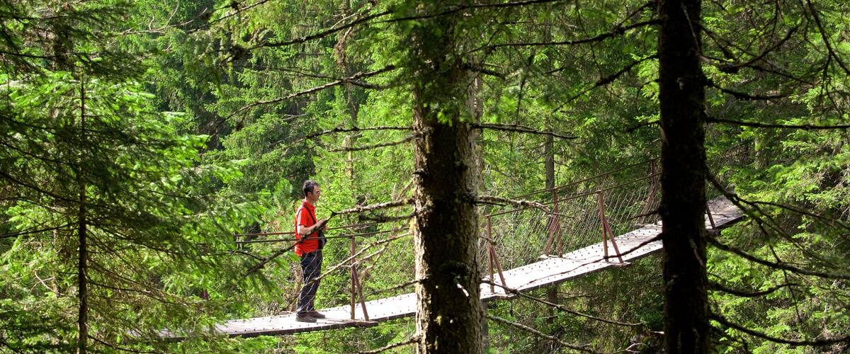 Trentino showing forest scenes and a bridge as well as an individual male