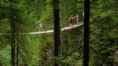 Trentino featuring forest scenes and a bridge as well as a small group of people