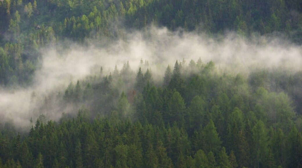 Trentin qui includes scĂšnes forestiĂšres