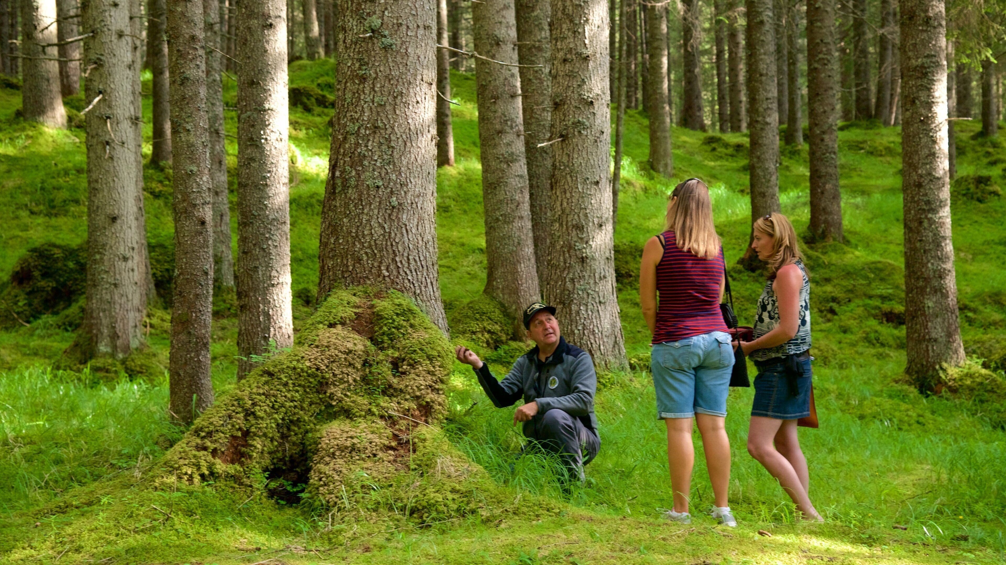 Trentino showing forest scenes as well as a small group of people